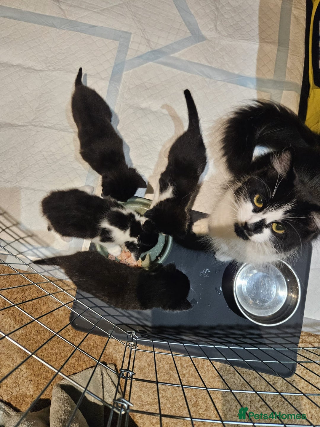 Mixed Breed cats for sale: 4 x kittens for sale - Advert 5
