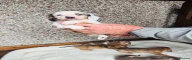 Dachshund 1