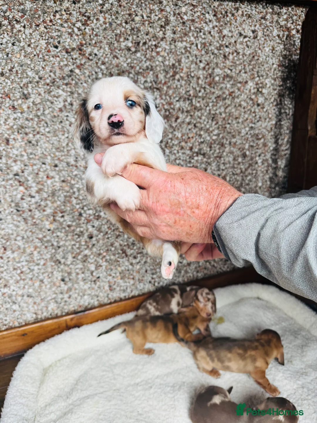 Dachshund dogs for sale: Stunning litter of dachshund pups  - Advert 22