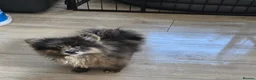 Pomeranian dogs for sale:  3 gorgeous pomeranian puppies available  - Advert 5