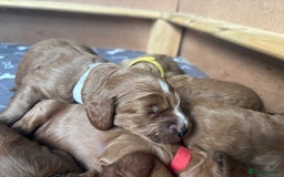 Cockapoo dogs for sale: Cockapoo Puppies  - Image 11