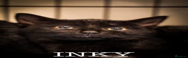 Inky