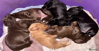 Cocker Spaniel dogs - Advert 6