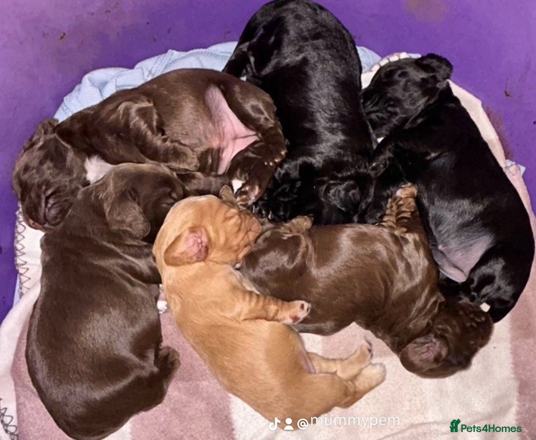 Cocker Spaniel dogs for sale: Cocker Spaniel Purebred Puppies Bitches available - Image 3