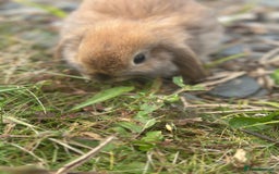 Mini Lop rabbits for sale: 3 month Mini Lop Bunnies - Image 2