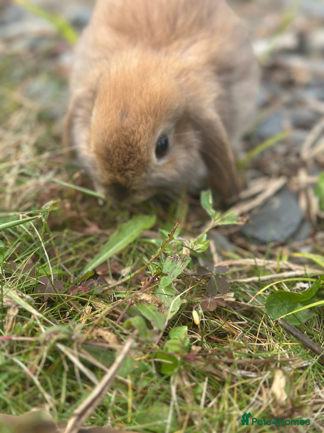 Mini Lop rabbits for sale: 3 month Mini Lop Bunnies - Image 2