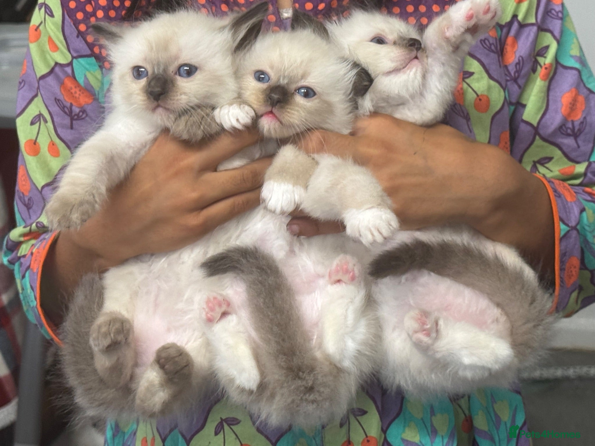 Ragdoll cats ACTIVE Bicolor Registered Ragdoll kittens - Advert 13