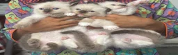 Ragdoll cats for sale: ACTIVE Bicolor Registered Ragdoll kittens - Advert 3
