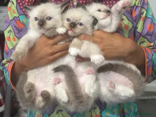 Ragdoll cats ACTIVE Bicolor Registered Ragdoll kittens - Advert 13