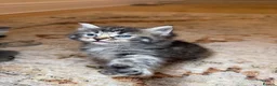 Mixed Breed cats for sale:  3 Beautiful Ragdoll Mix Kittens Left  in Gateshead - Advert 10