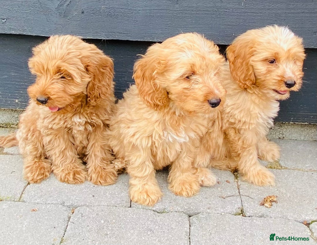 Cockapoo dogs for sale: Gorgeous f1 cockerpoos - Image 11