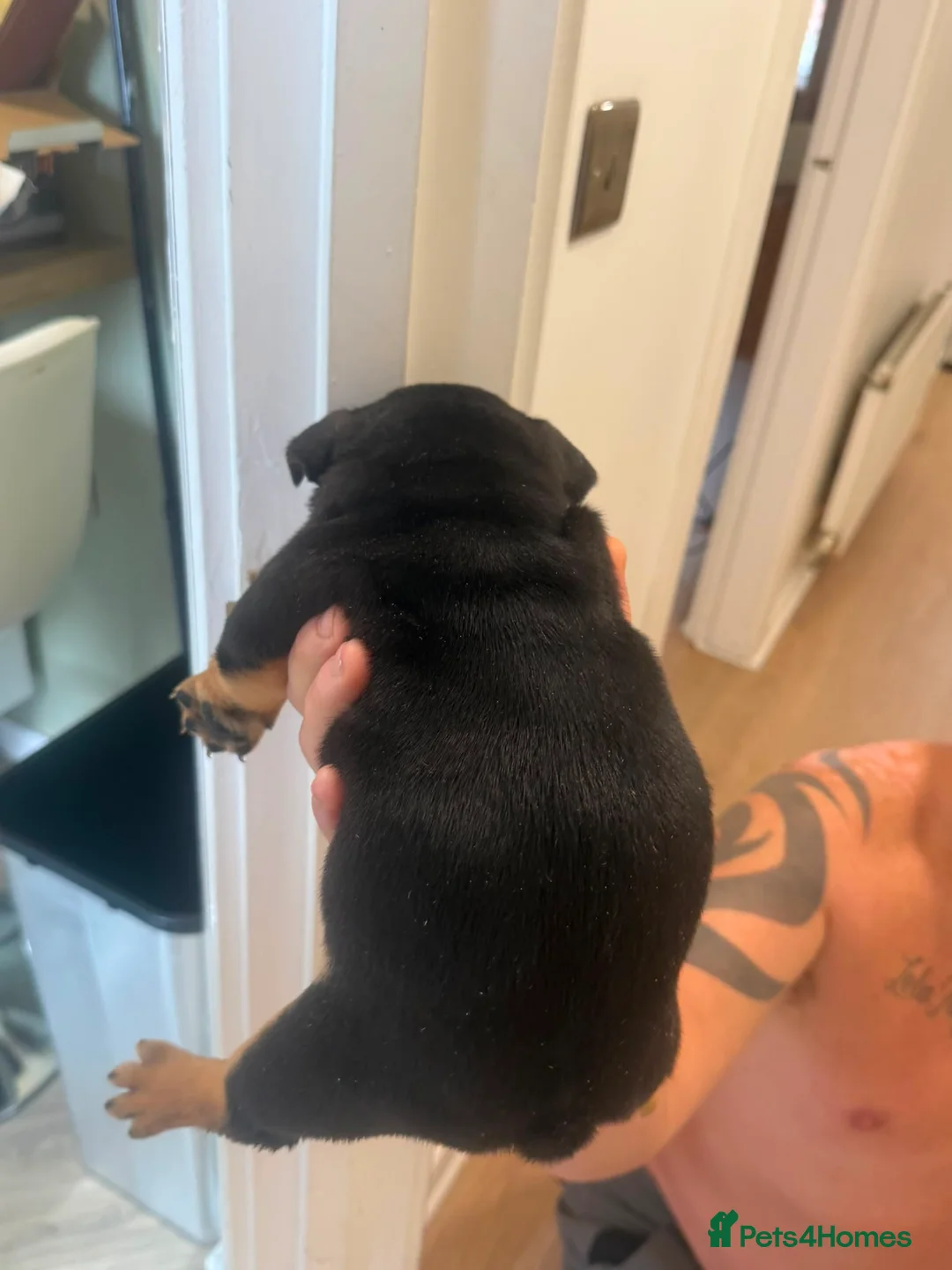 Mixed Breed dogs for sale: French bulldog x old English bulldog pups - Advert 2
