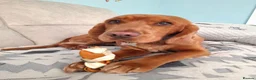 Cocker Spaniel dogs for stud: Cocker Spaniel stud - Advert 14