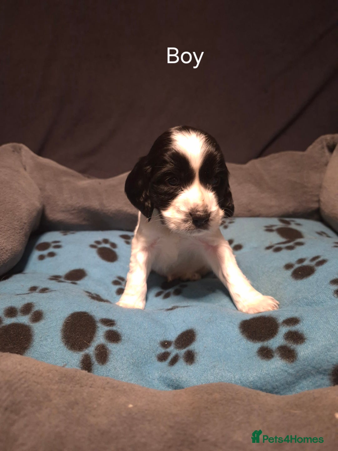Mixed Breed dogs for sale: Sproker spaniel cross Cavalier King Charles  - Advert 3