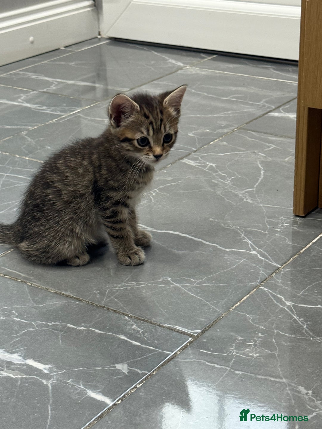 Turkish Angora cats for sale: Playful Kittens - Each ready for a loving home - Image 14