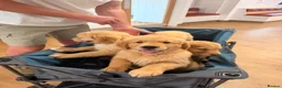 Golden Retriever dogs for sale: Perfect Golden Retriever Boy Left✨🐾 in Catterick Garrison - Advert 12