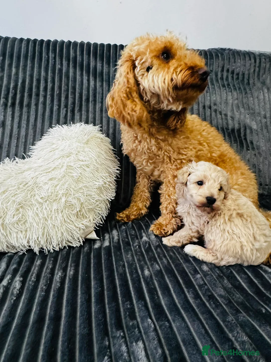 Maltipoo dogs for sale: One Gorgeous Teddy Bear puppy  - Advert 2