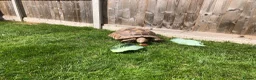 Tortoise reptiles for sale: Two sulcata tortoises - Advert 7