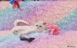British Shorthair cats for sale: British Shorthair Silver Chinchilla  - Image 20