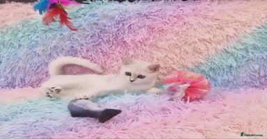 British Shorthair cats - Advert 14