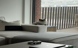 Ragdoll cats for sale: Beautiful Blue point mitted Ragdoll  - Advert 17