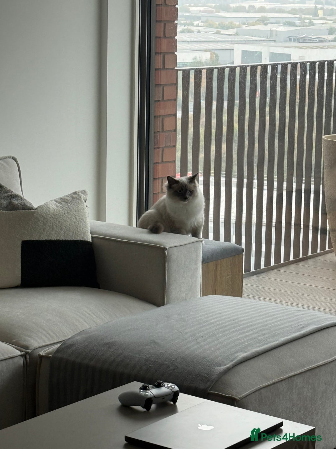 Ragdoll cats for sale: Beautiful Blue point mitted Ragdoll  - Advert 17