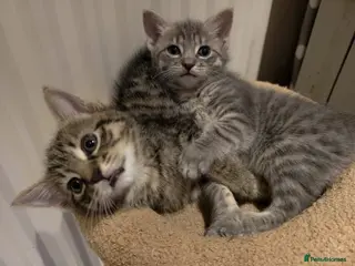 Mixed Breed cats 4 Beautiful Male Kittens Ready 15th May - Advert 16