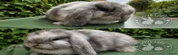 Mini Lop rabbits for sale: Adorable mini lops  - Advert 2