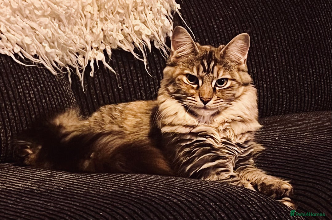 Maine Coon cats for sale: Beautiful Maine Coon babies - Image 20