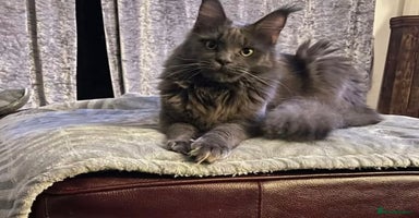 Maine Coon cats - Advert 11
