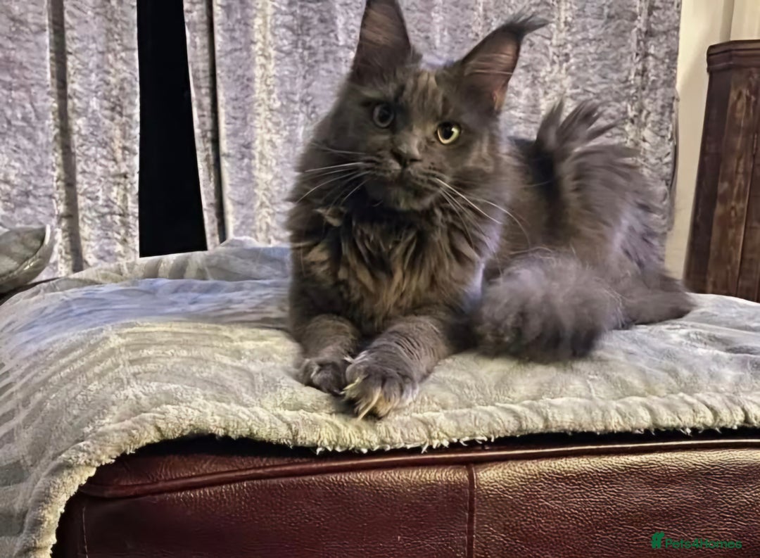 Maine Coon cats for sale: Stunning mainecoon/bsh kittens - Image 3