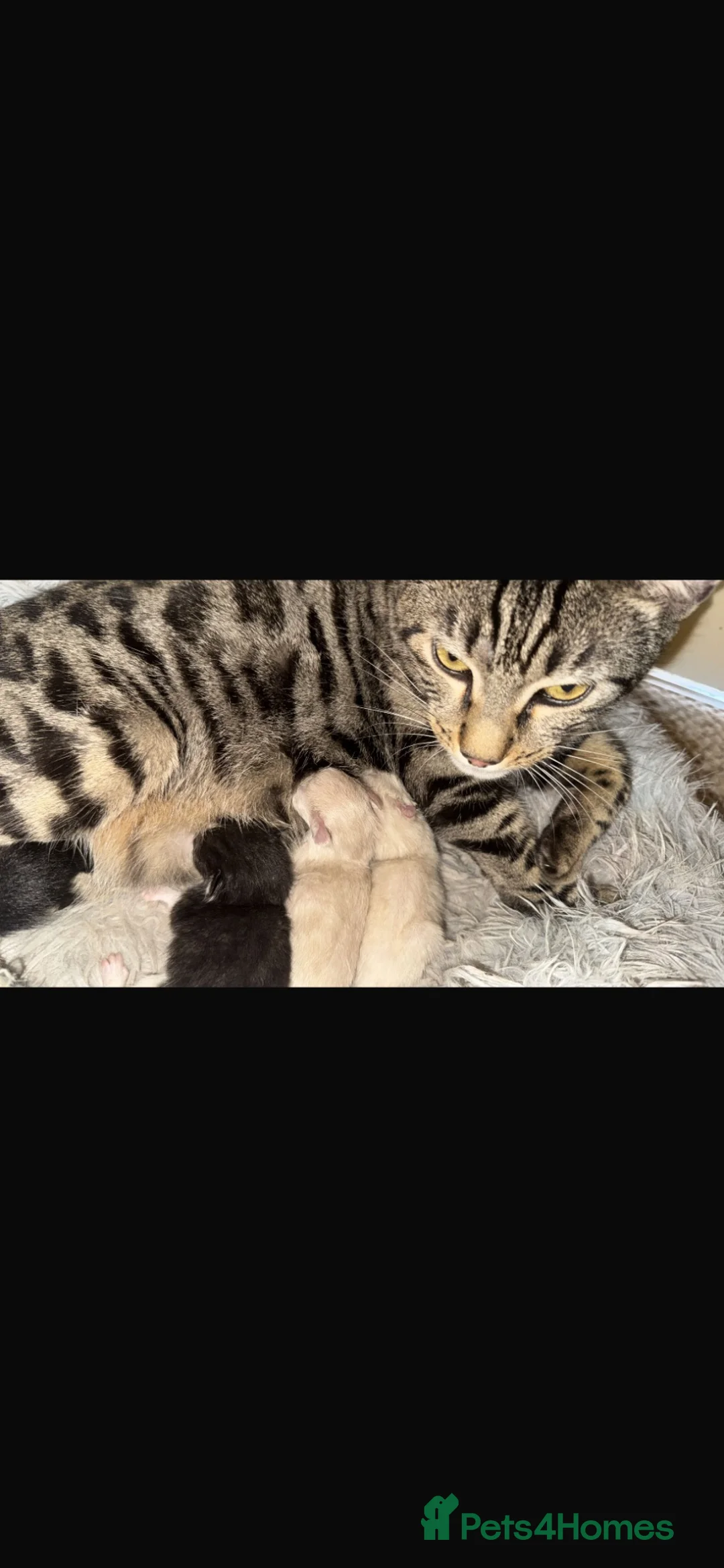 Mixed Breed cats for sale: Ragdoll X Bengal kittens - Advert 1