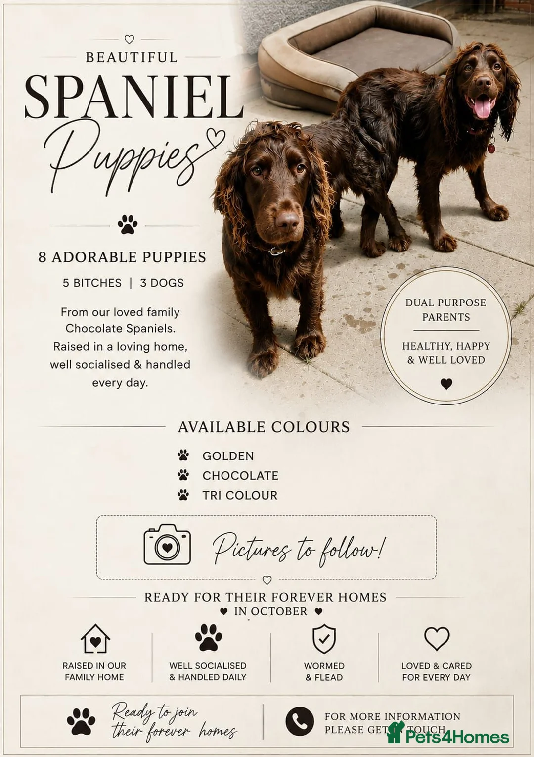 Cocker Spaniel dogs for sale: Beautiful cocker spaniels  - Advert 2