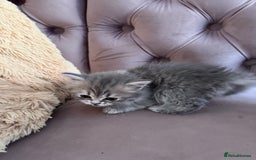 British Longhair cats for sale: British Long Hair Kittens - Image 11