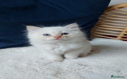 Siamese cats for sale: Ready to Leave Flame Point Siamese Kittens - Image 19