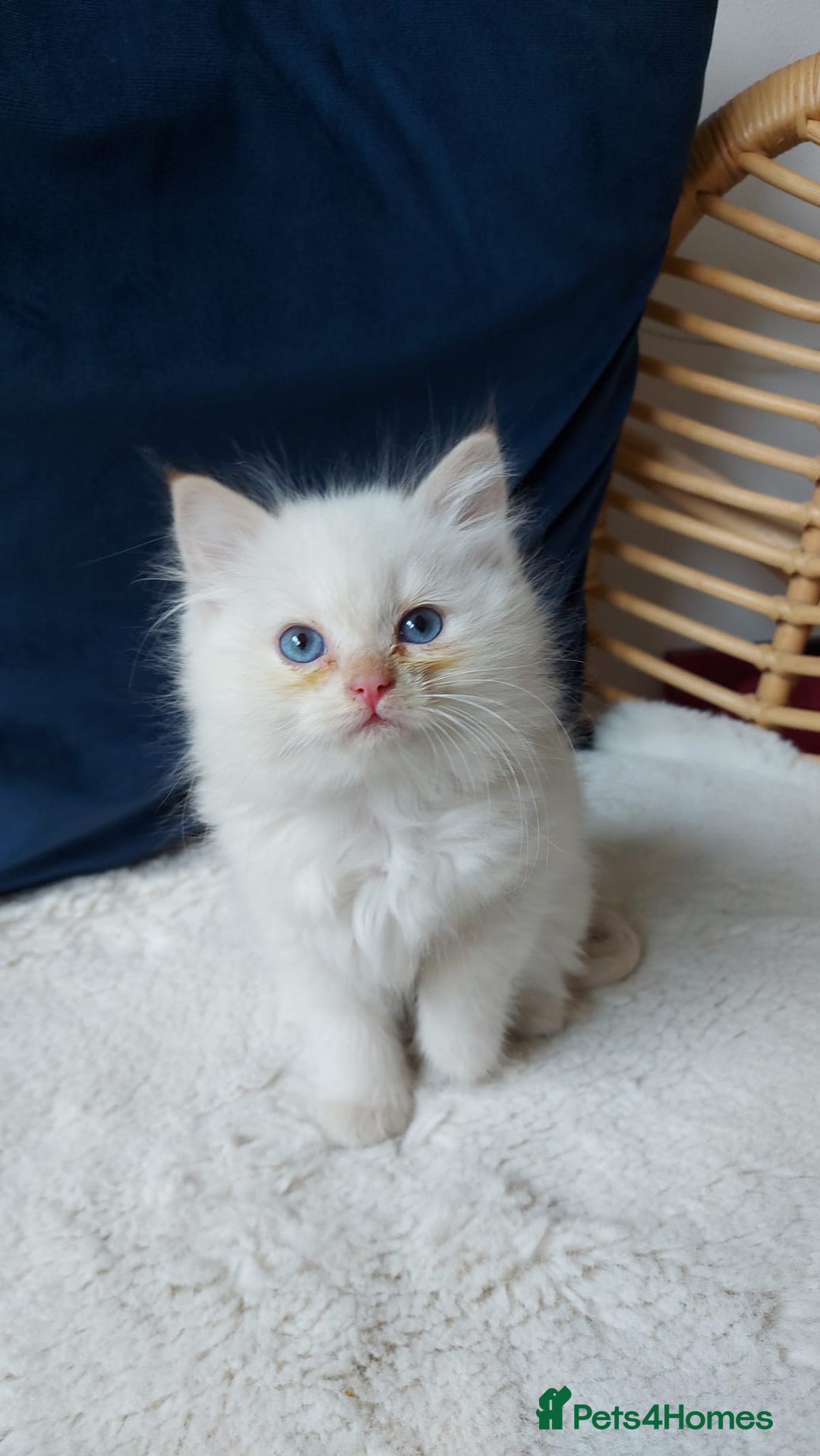 Siamese cats for sale: Ready to Leave Flame Point Siamese Kittens - Image 19