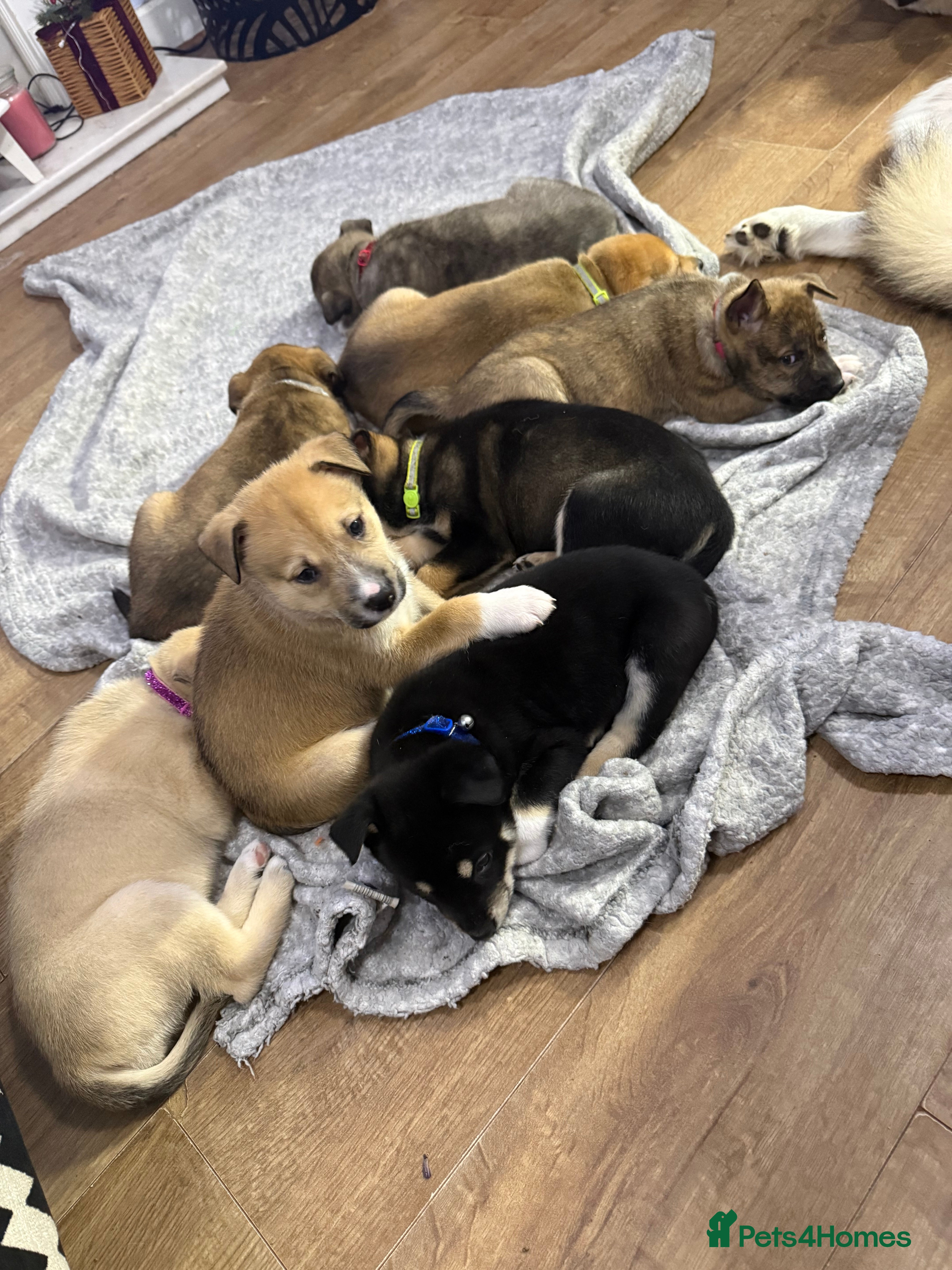 Mixed Breed dogs Malamute x puppies - Advert 1