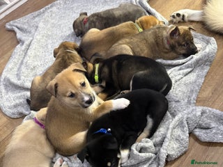 Mixed Breed dogs Malamute x puppies - Advert 1