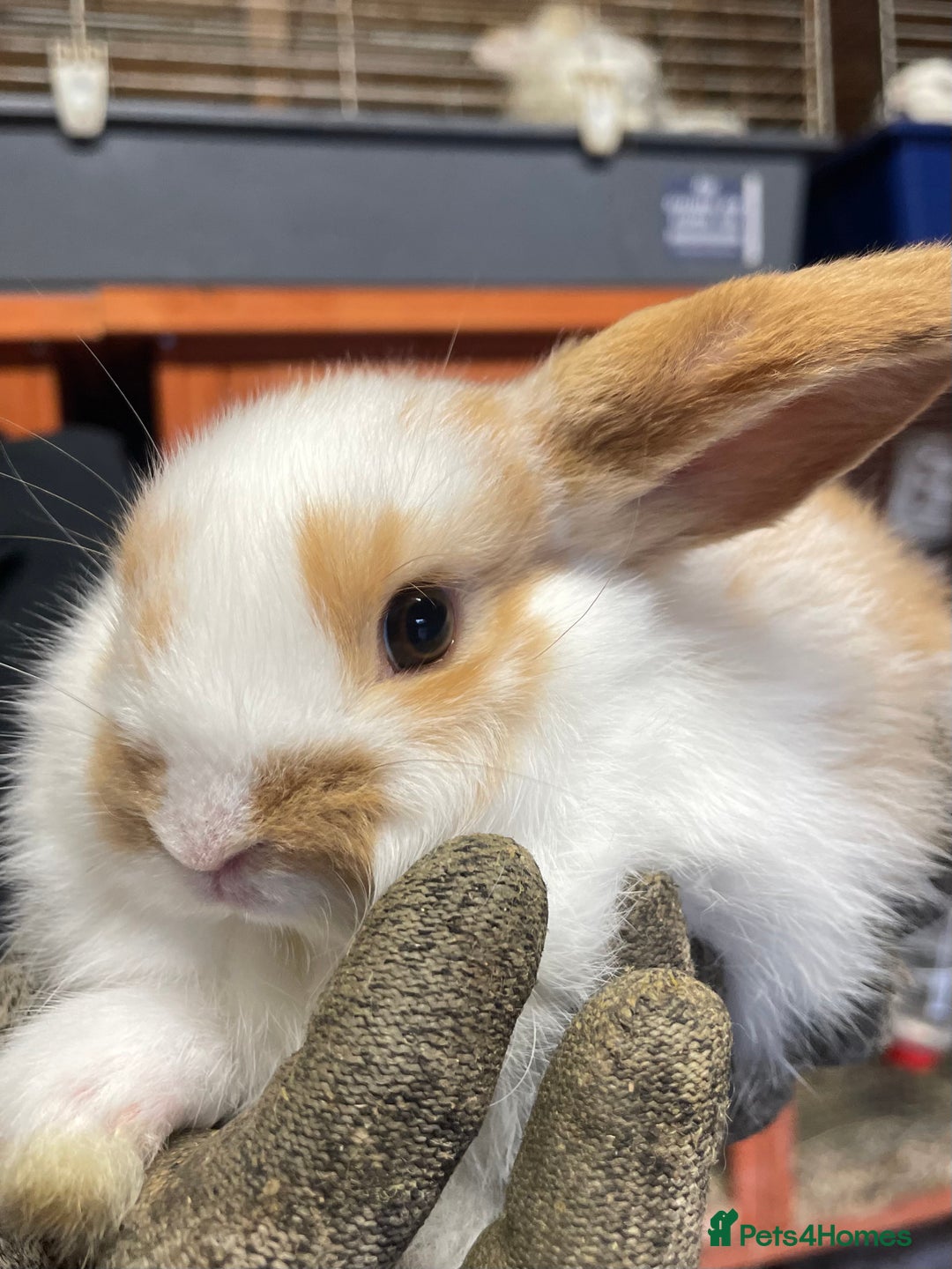 Mini Lop rabbits for sale: Extra Special Mini Lop Babies Bunnies  - Advert 4