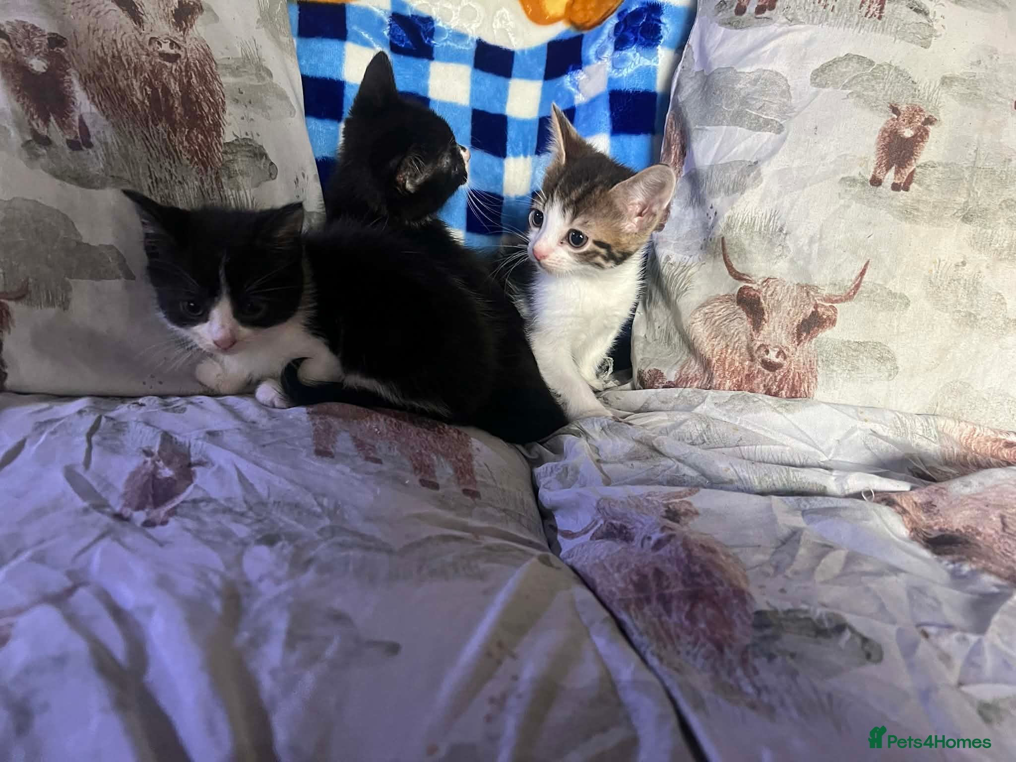 Mixed Breed cats Beautiful kittens  in Stoke-on-Trent - Advert 3