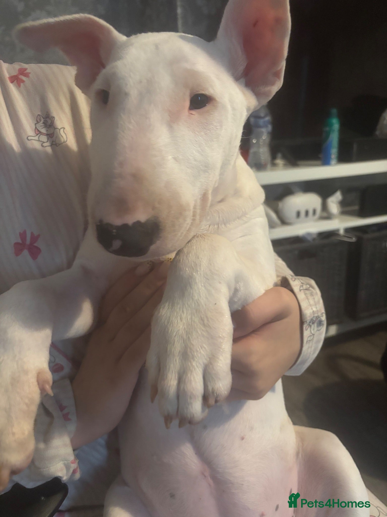 English Bull Terrier dogs Full white English bull terrier female  - Advert 10