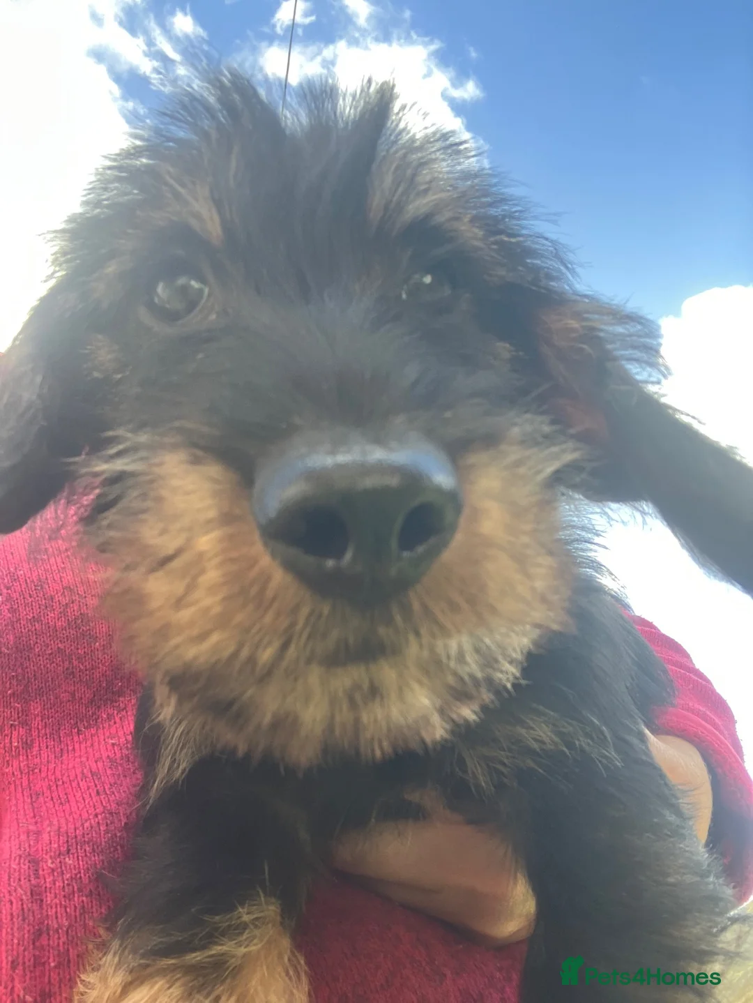 Dachshund dogs for sale: Wirehaired Dachshund Teckel KC registered puppies  - Advert 40