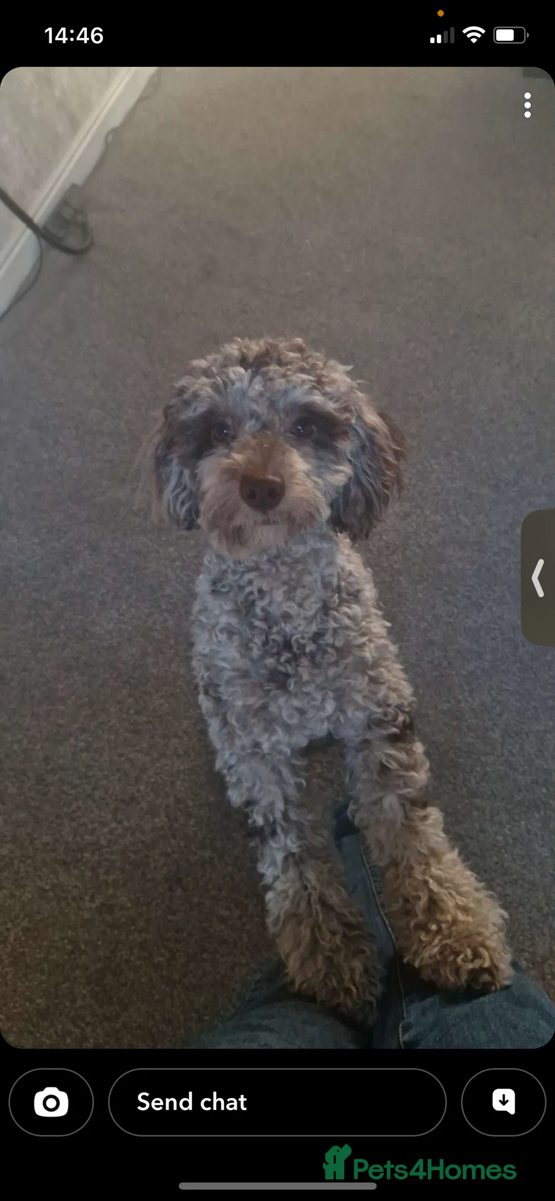 Cockapoo dogs for sale: 11 month old Cockerpoo  in Doncaster - Advert 3