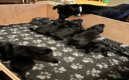 Mixed Breed dogs for sale: Collie Cocker puppies available mid Dec - Advert 6