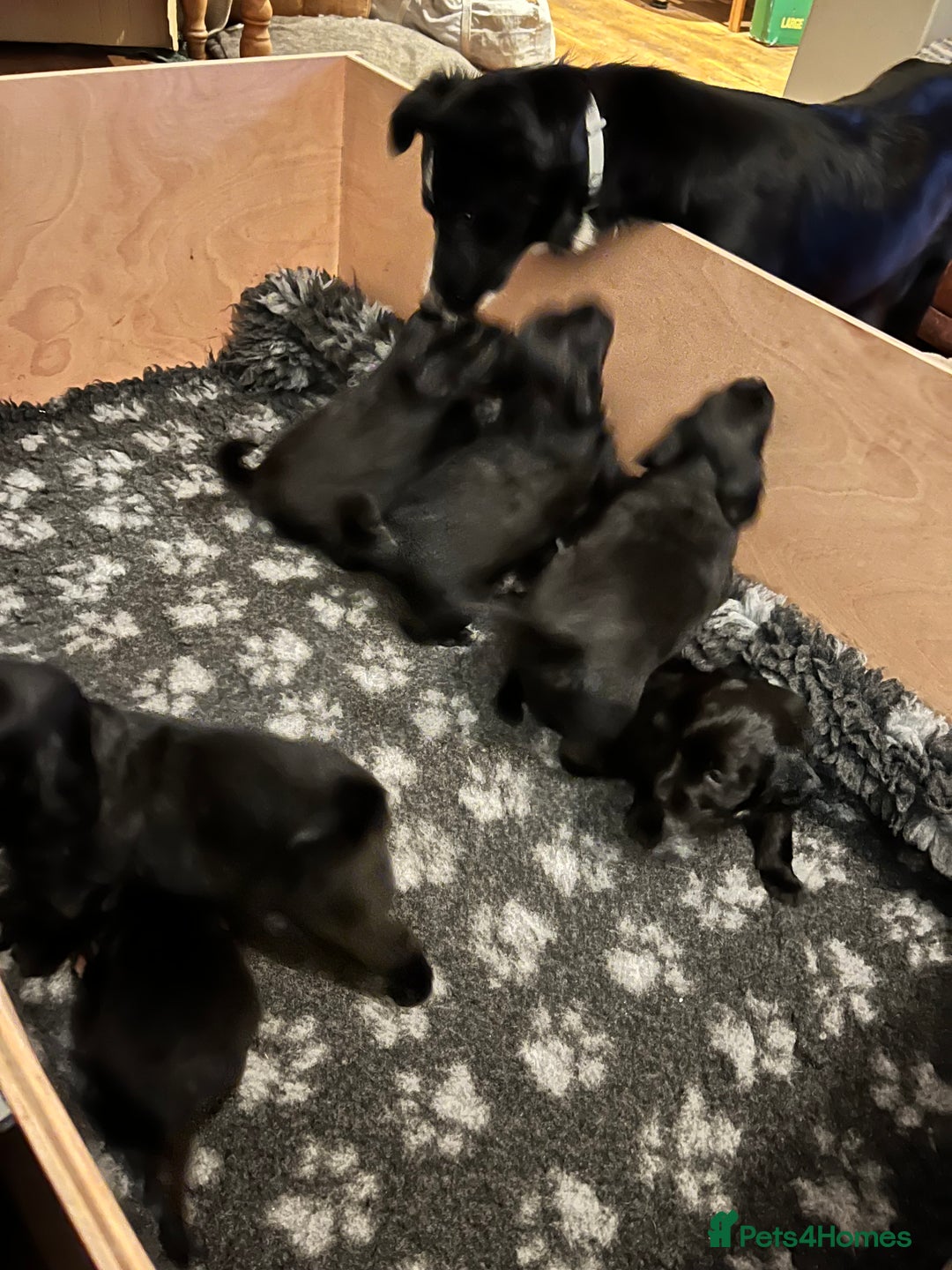 Mixed Breed dogs for sale: Collie Cocker puppies available mid Dec - Advert 6