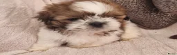 Shih Tzu dogs for sale: Shihtzu puppies - Advert 15
