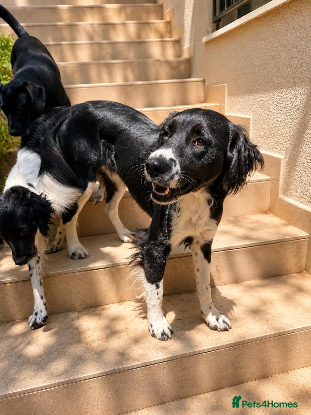 Mixed Breed dogs 🐾Sweet Noddy is looking for a home 🐾 - Advert 2