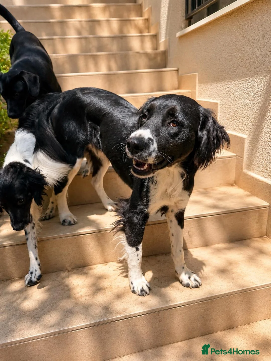 Mixed Breed dogs for adoption: 🐾Sweet Noddy is looking for a home 🐾 - Advert 2