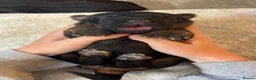 German Shepherd dogs for sale: Healthy & Chunky German Shepherd Puppies in Betws-y-Coed - Advert 11