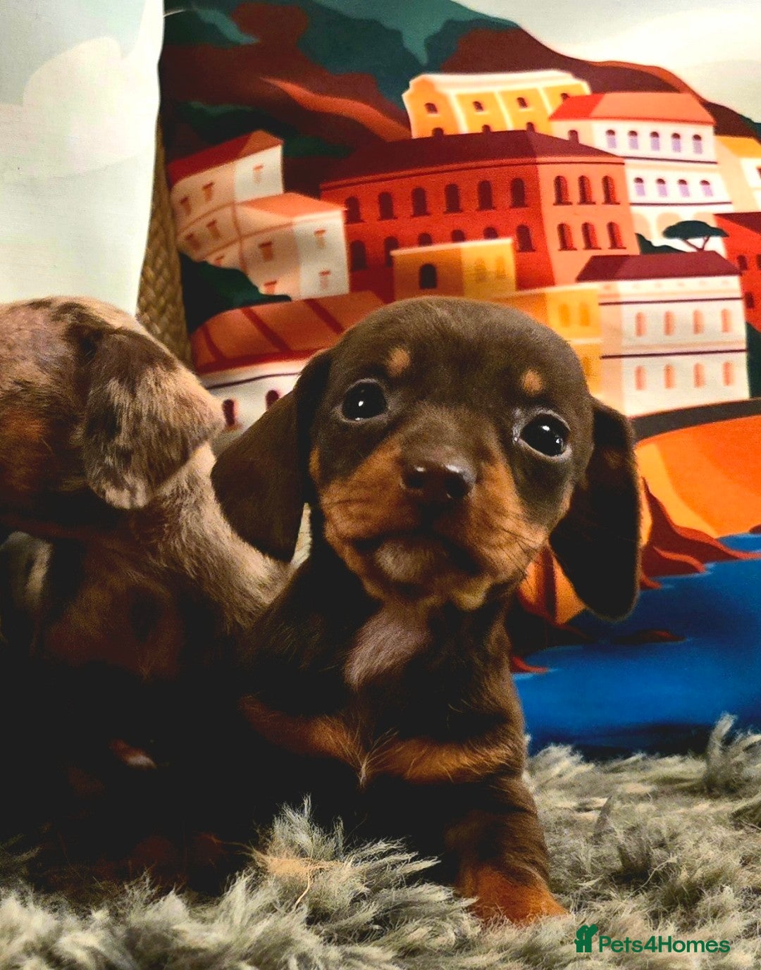 Miniature Dachshund dogs Quality extra tiny miniature daschund  - Advert 2